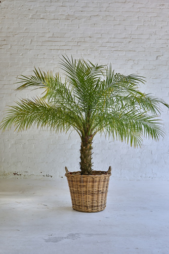 015 Date palm tree in woven basket